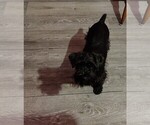AKC Ryan - Male Schnauzer (Miniature) Puppy for Sale - Photo #17