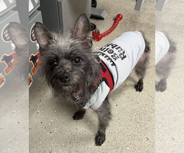 Medium Photo #11 Cairn Terrier-Unknown Mix Puppy For Sale in Mundelein, IL, USA