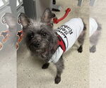 Small #10 Cairn Terrier Mix