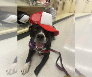 Aspen - Male Mutt Dog for Adoption - Photo #5