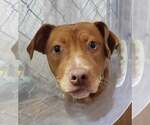Small #1 American Pit Bull Terrier