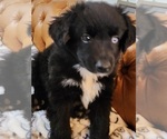 Small Photo #2 Miniature Australian Shepherd Puppy For Sale in HONOBIA, OK, USA