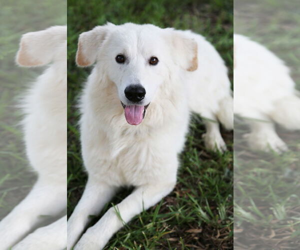 Medium Photo #6 Great Pyrenees Puppy For Sale in Dallas, TX, USA