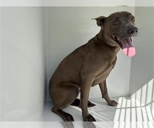 American Pit Bull Terrier-Unknown Mix Dogs for adoption in Houston, TX, USA