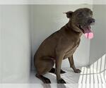 Small American Pit Bull Terrier Mix