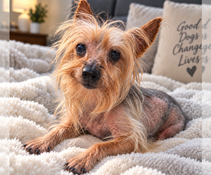Mutt Dogs for adoption in Mooresville, NC, USA