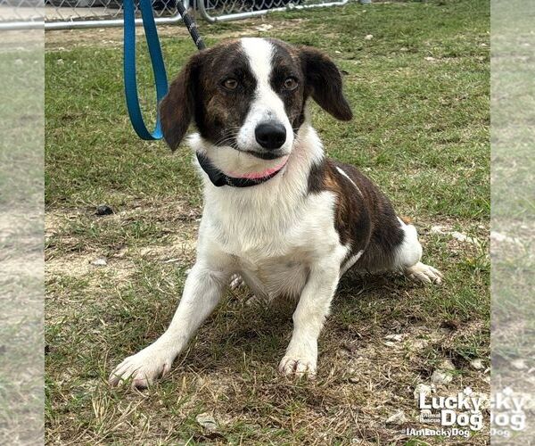 Medium Photo #2 Pembroke Welsh Corgi-Unknown Mix Puppy For Sale in Washington, DC, USA