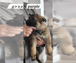 Small Photo #4 German Shepherd Dog Puppy For Sale in VIRGINIA BEACH, VA, USA