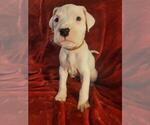 Small Photo #8 Dogo Argentino Puppy For Sale in SACRAMENTO, CA, USA
