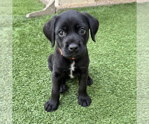 Medium Photo #11 Mutt Puppy For Sale in Fort Worth, TX, USA