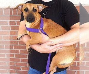 Martha - Female Dachshund-Unknown Mix Dog for Adoption - Photo #2
