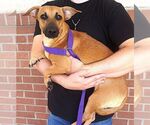 Small #1 Dachshund Mix