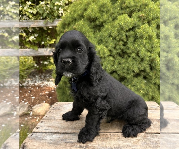 Medium Photo #3 Cocker Spaniel Puppy For Sale in MIDDLEBURY, IN, USA