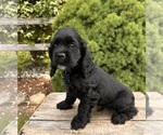 Small #2 Cocker Spaniel