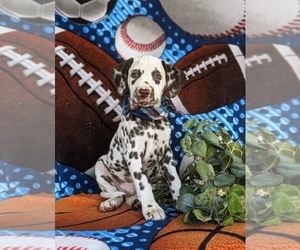 Dalmatian Puppy for sale in QUARRYVILLE, PA, USA