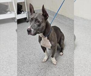 American Pit Bull Terrier-Unknown Mix Dogs for adoption in Pasadena, TX, USA