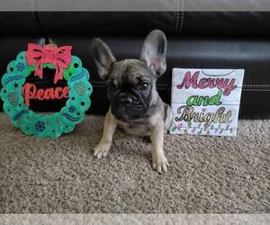 French Bulldog Puppy for sale in TAMPA, FL, USA
