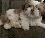 Teacup - Female Shih Tzu Puppy for Sale - Small photo