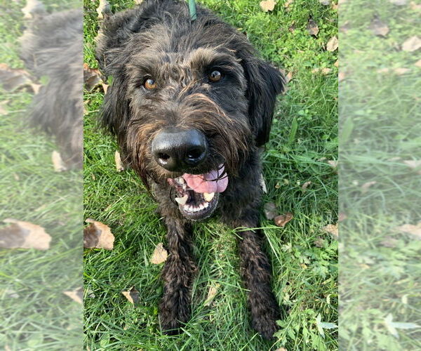 Medium Photo #4 Labradoodle Puppy For Sale in Elmsford, NY, USA