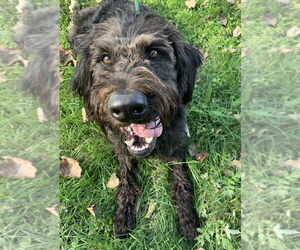 Cash - Male Labradoodle Dog for Adoption - Photo #4