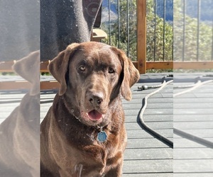 Mother of the Labrador Retriever puppies born on 09/07/2025