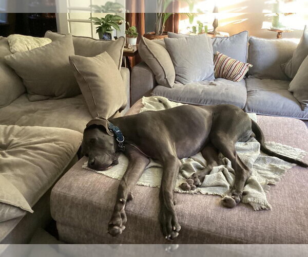 Medium Photo #7 Great Dane Puppy For Sale in Bullard, TX, USA