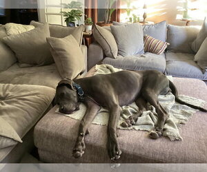 Gus - Male Great Dane Dog for Adoption - Photo #7