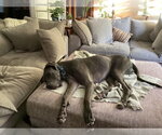 Small #6 Great Dane