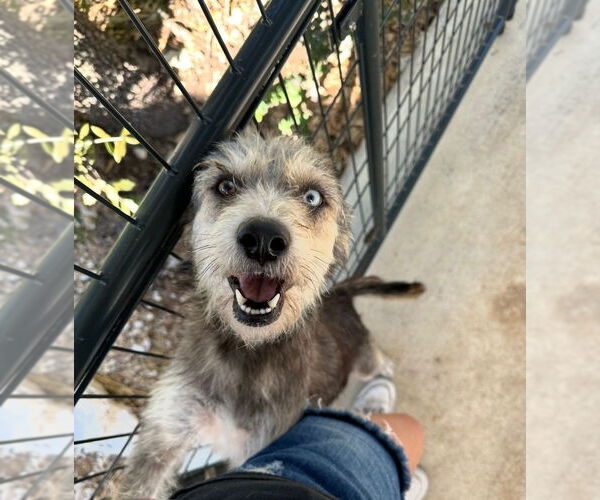 Medium Photo #2 Huskies -Poodle (Standard) Mix Puppy For Sale in Oak Bluffs, MA, USA