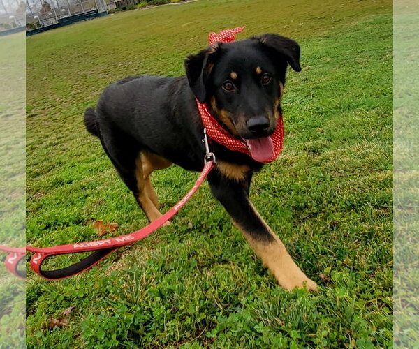 Medium Photo #3 Labrottie Puppy For Sale in Fresno, CA, USA