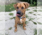 Small #1 Mutt