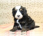 Small #3 Miniature Bernedoodle
