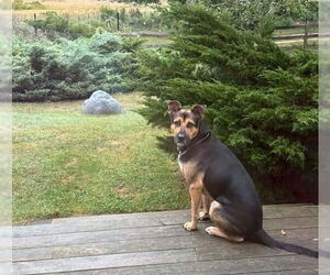 Mutt Dogs for adoption in Woodbury, NY, USA