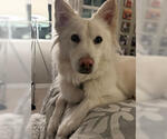 Small #3 Golden Retriever-pomeranian spitz Mix