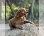Puppy Bruce Goldendoodle