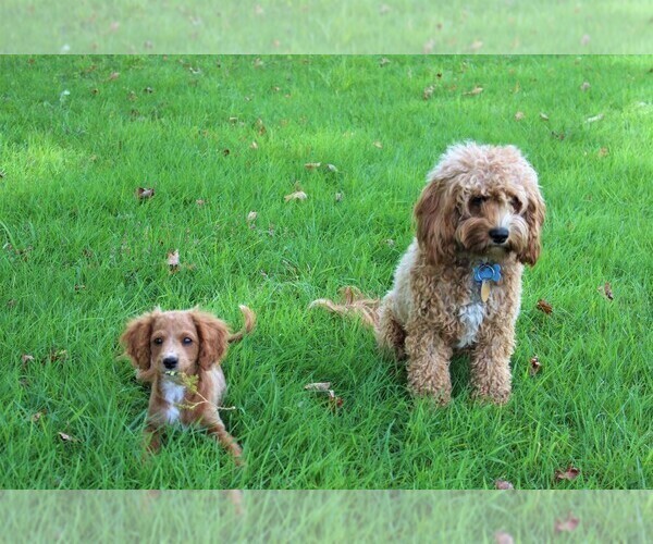 Medium Photo #13 Cavapoo Puppy For Sale in MEADVILLE, PA, USA
