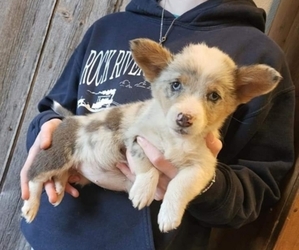 Pembroke Welsh Corgi Puppy for sale in MILTON, WI, USA