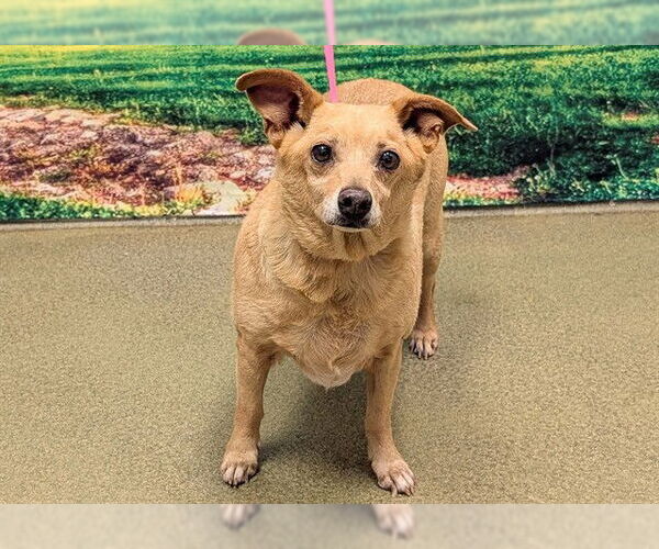 Medium Photo #1 Chihuahua-Unknown Mix Puppy For Sale in Moreno Valley, CA, USA