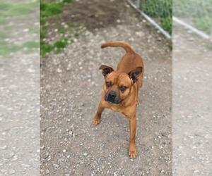 Butch - Male Mutt Dog for Adoption - Photo #2