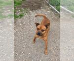 Small Photo #2 Mutt Puppy For Sale in Crandall, GA, USA