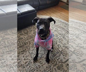 American Pit Bull Terrier-Unknown Mix Dogs for adoption in Catasauqua, PA, USA