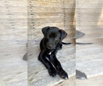 Small Lab-Rat Terrier