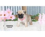 Small #29 Pug