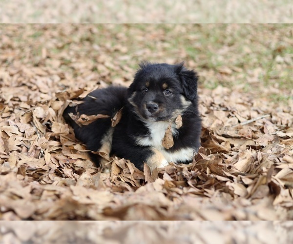 Medium Photo #12 Miniature American Shepherd Puppy For Sale in DAWSON, GA, USA