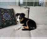 Puppy Blu Border-Aussie