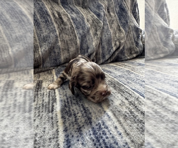 Medium Photo #1 Cocker Spaniel Puppy For Sale in MARTIN, GA, USA