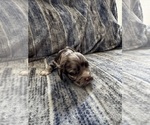 Puppy Blueberry Cocker Spaniel