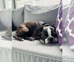 Small #2 Boston Terrier