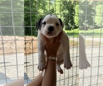 Puppy Male 3 American Bulldog