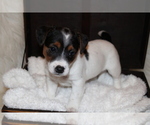 Small Photo #3 Jack Russell Terrier Puppy For Sale in BENTON, IL, USA
